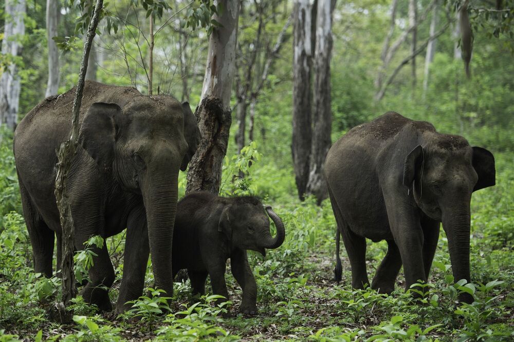 THE ASIAN ELEPHANT (9)