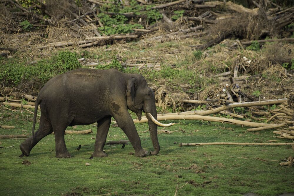 THE ASIAN ELEPHANT (8)