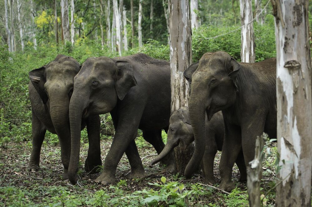 THE ASIAN ELEPHANT (7)