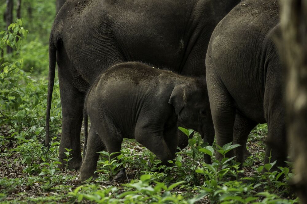 THE ASIAN ELEPHANT (6)