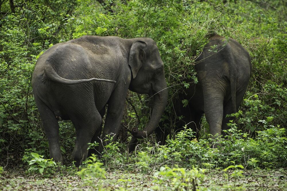 THE ASIAN ELEPHANT (4)