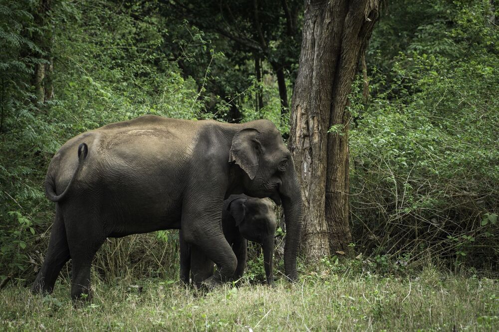 THE ASIAN ELEPHANT (3)