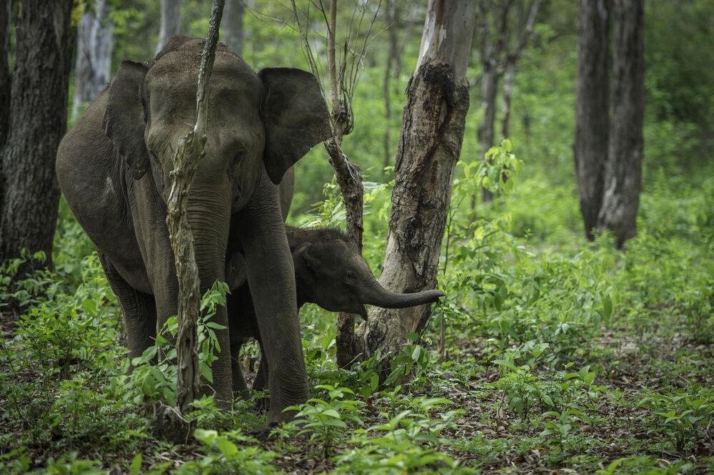 THE ASIAN ELEPHANT (2)