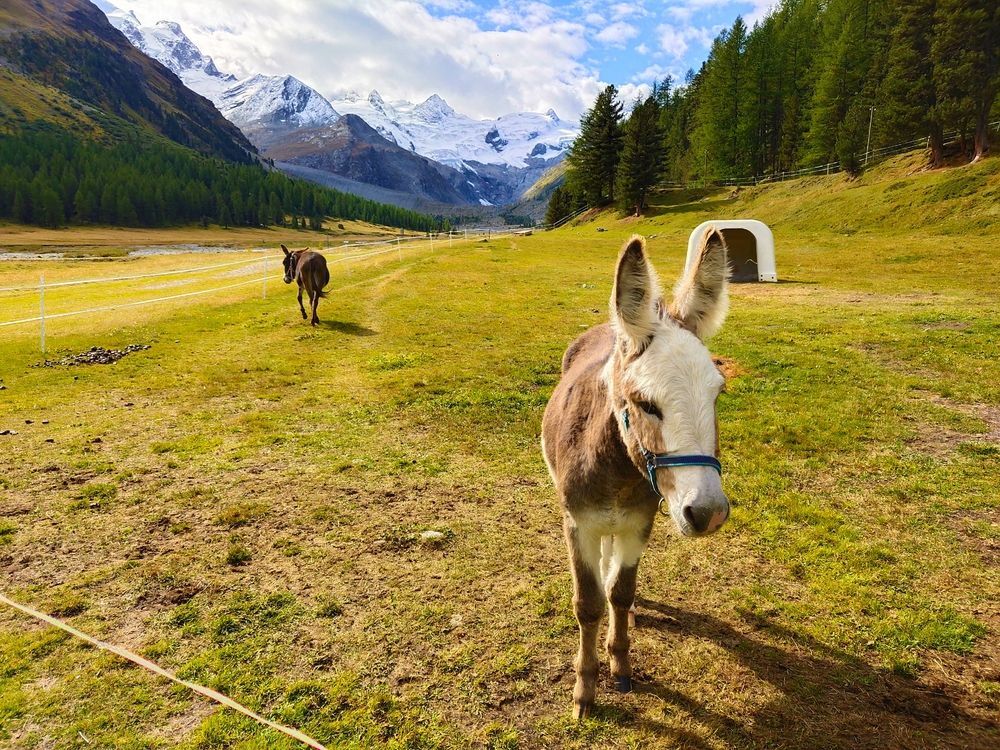 Swiss Photo Project: Peace and Beauty are in the Eyes and Lens of Photographer (4)