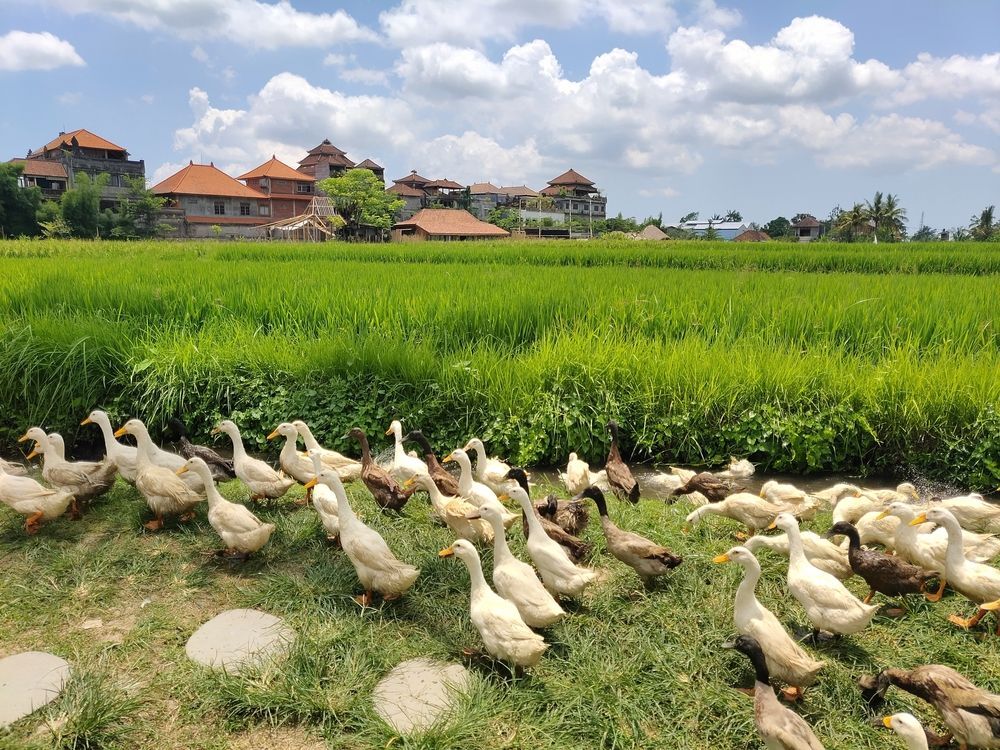 Golden Brunei and Azure Bali (6)