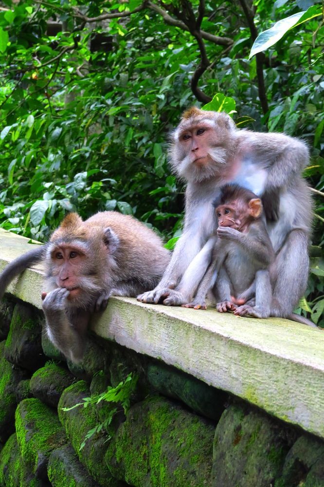 Golden Brunei and Azure Bali (8)