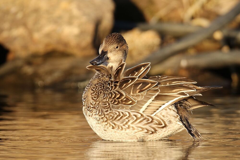 mal et femelle canard pilet (3)