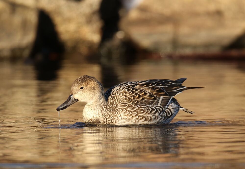 mal et femelle canard pilet (4)