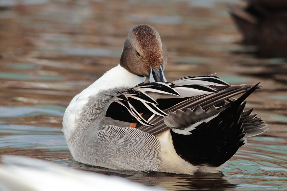 mal et femelle canard pilet (5)