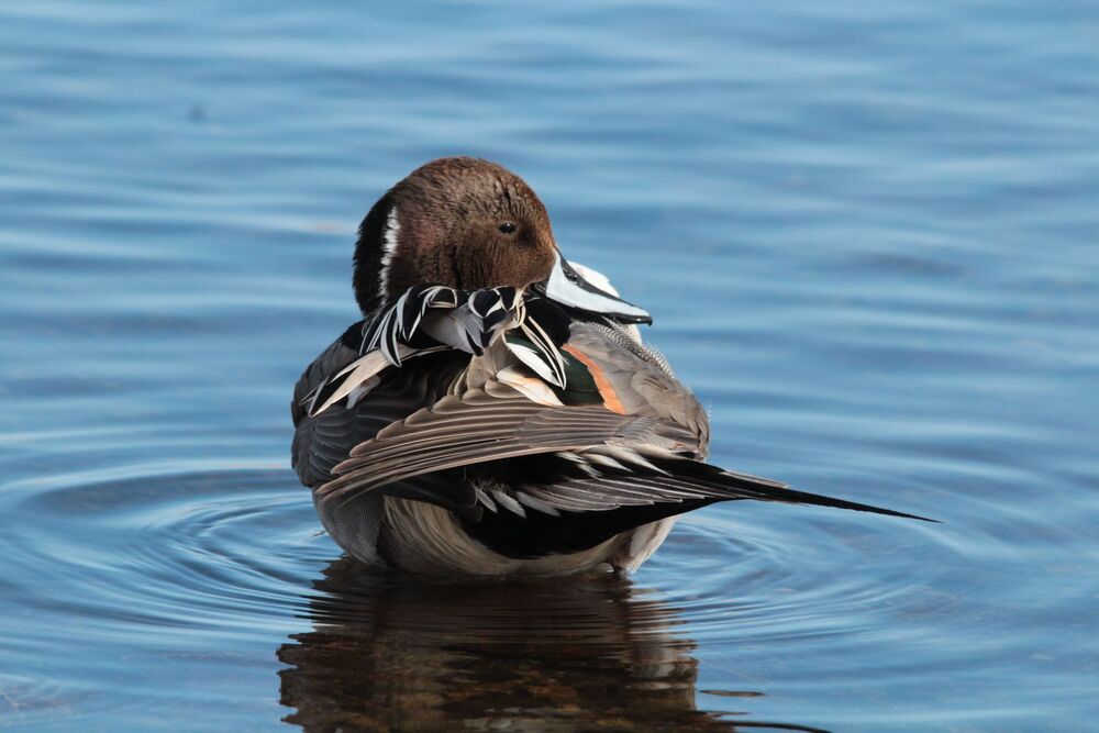 mal et femelle canard pilet (6)