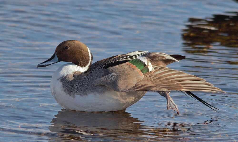 mal et femelle canard pilet (7)