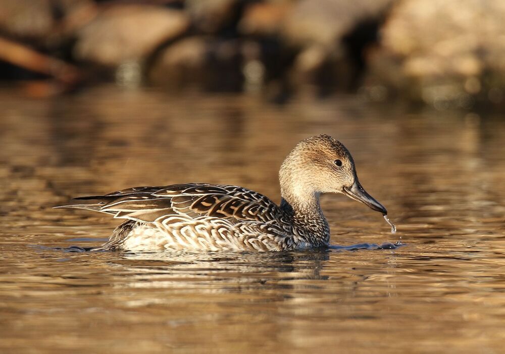 mal et femelle canard pilet (9)