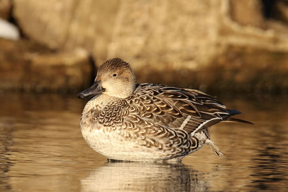 mal et femelle canard pilet (11)