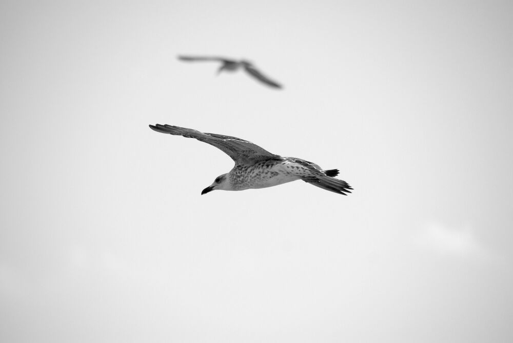 Photo #5490729 (4)