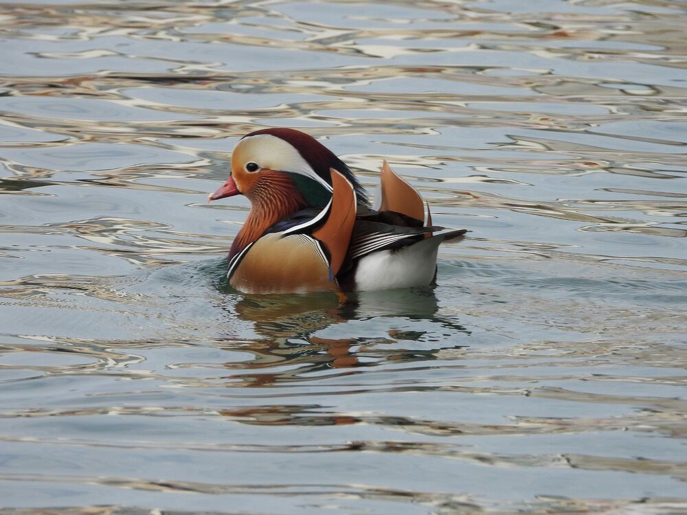 Birds (2)