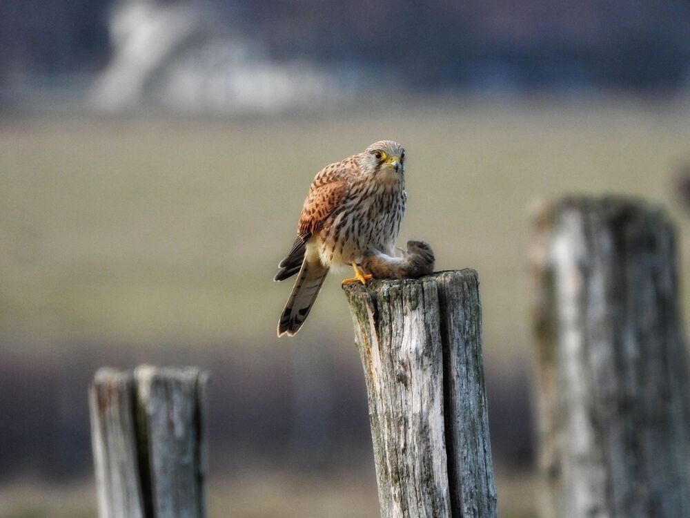 Birds (3)