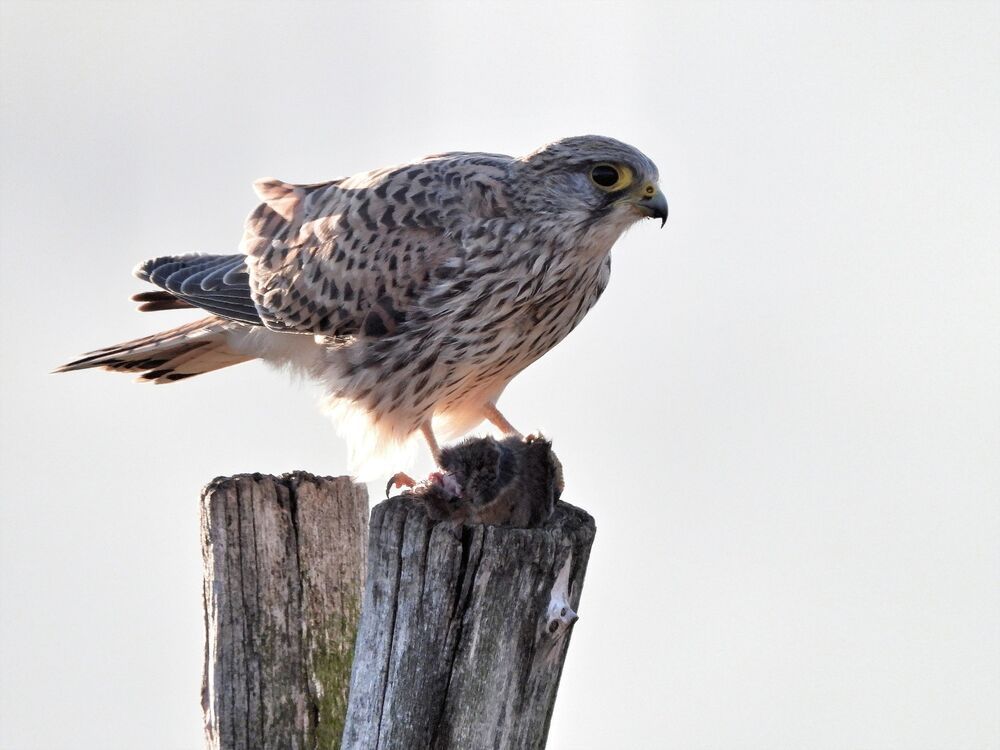 Birds (4)