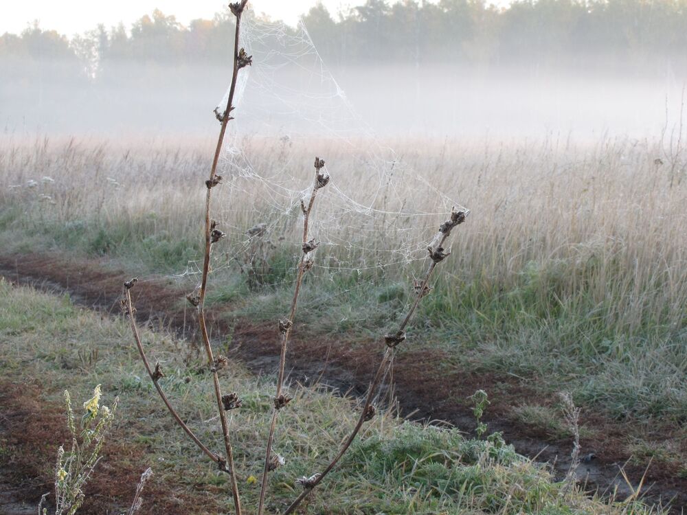 Frosty morning (5)