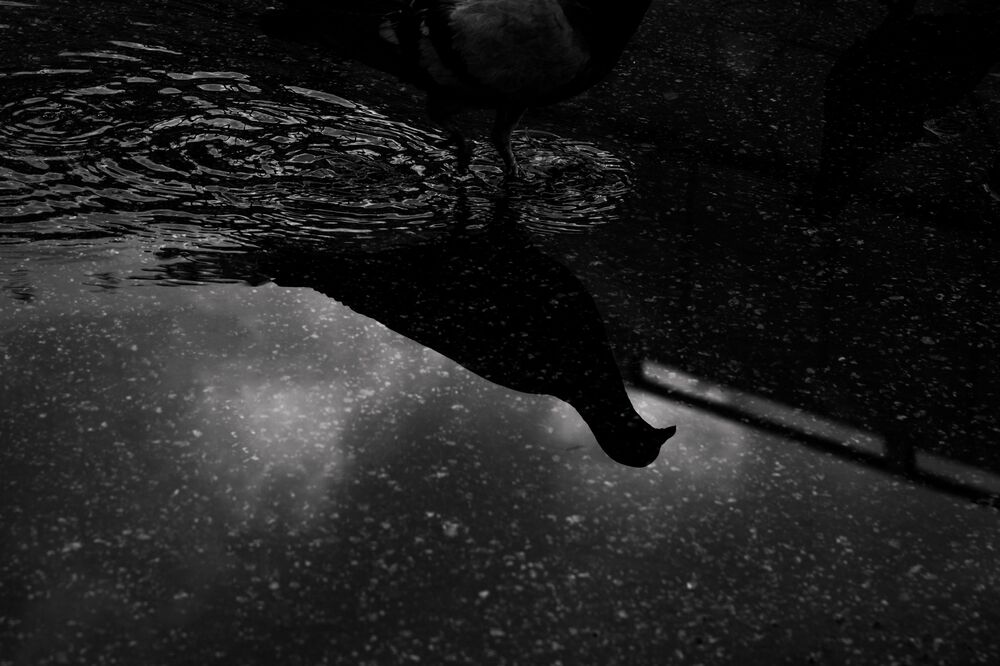 Reflection (3)