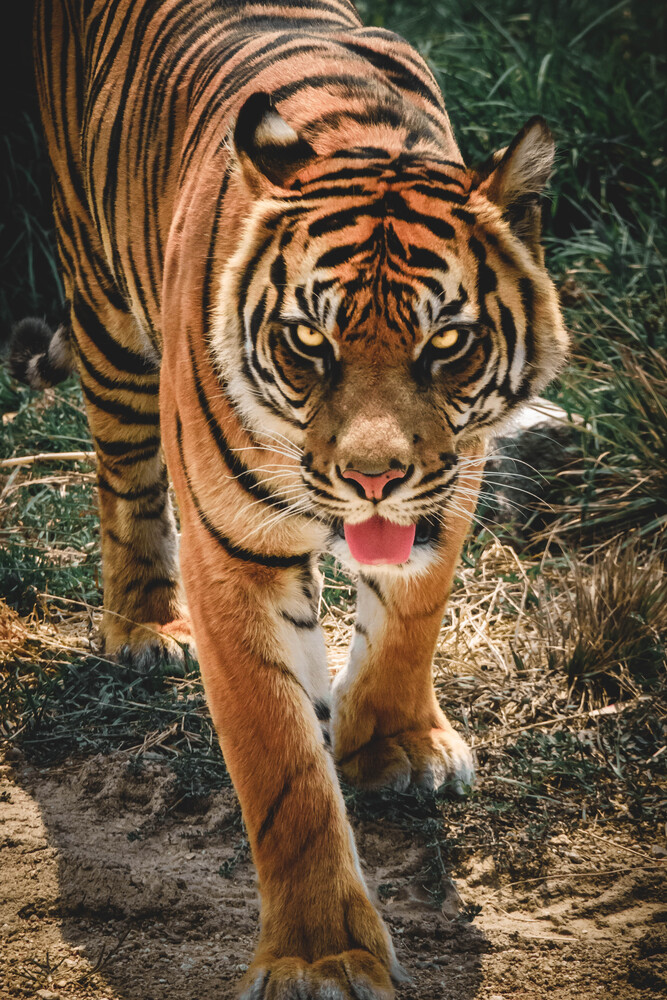 The Tiger in the Zoo (3)