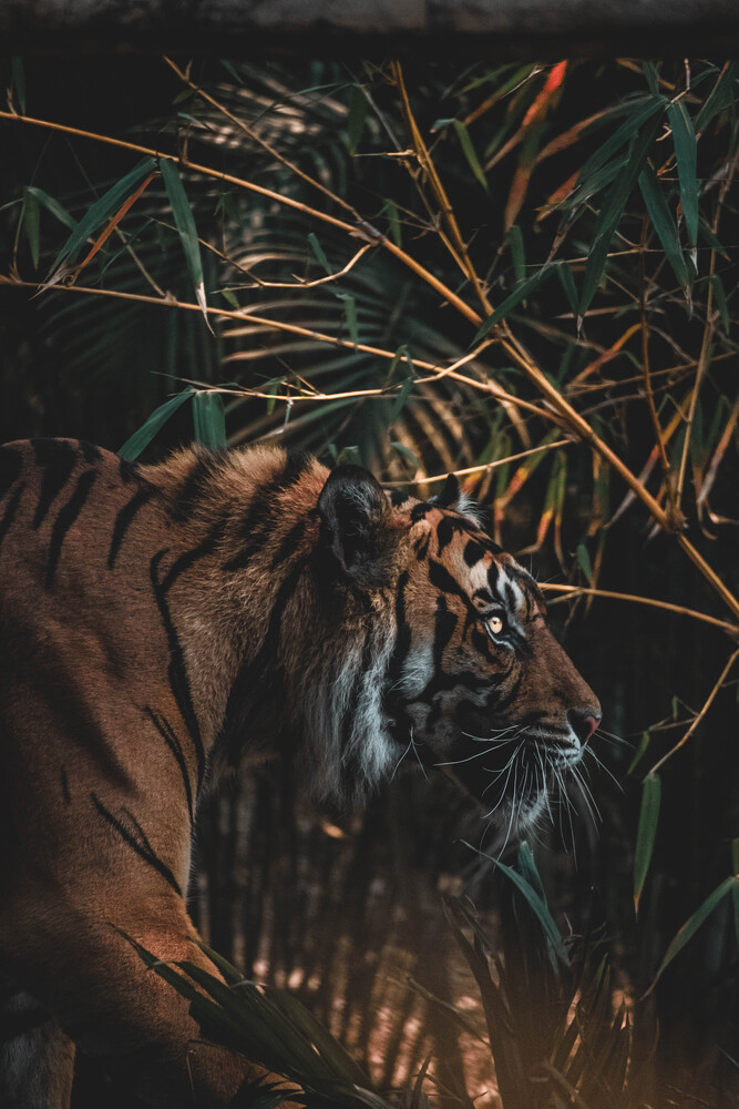 The Tiger in the Zoo (4)