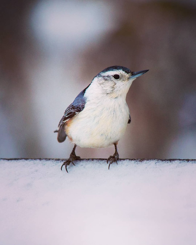 White Breasted Nuthatch (3)
