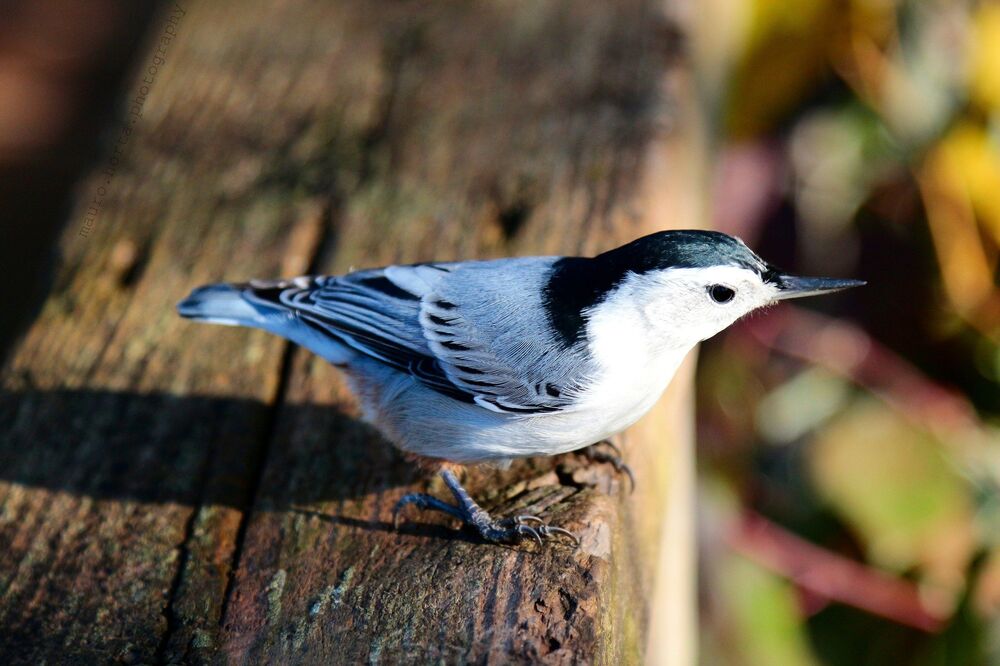 White Breasted Nuthatch (4)
