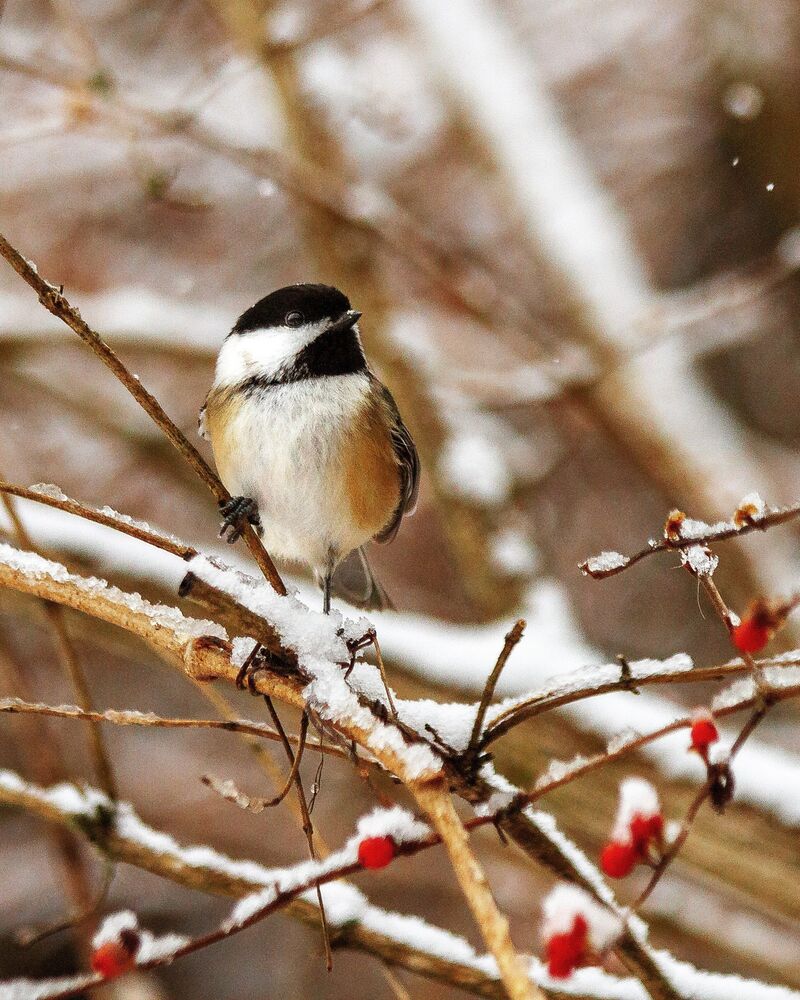 Black-Capped Chickadee (3)