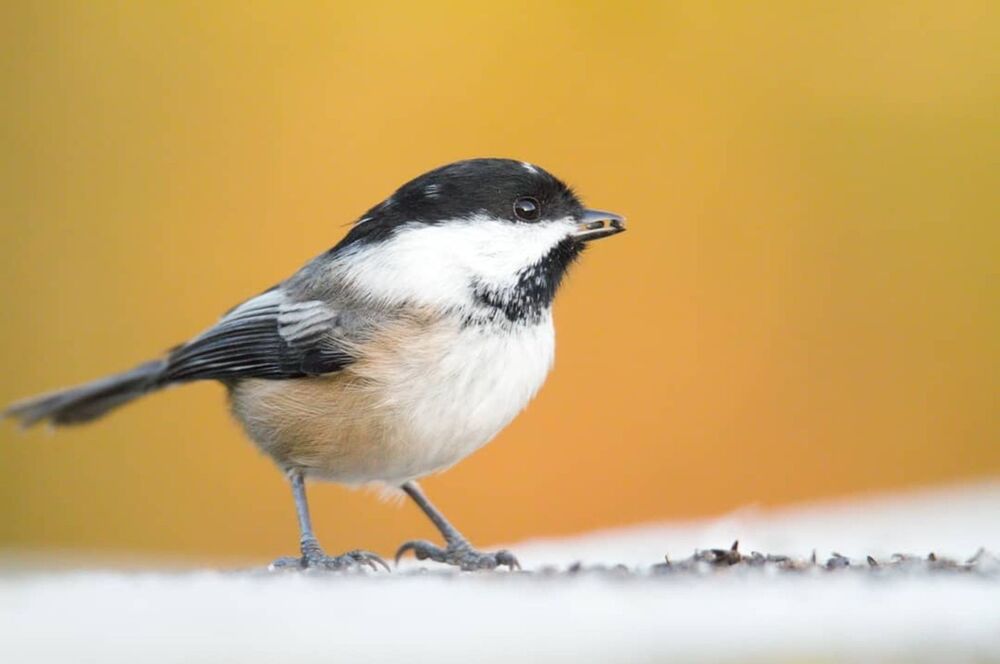 Black-Capped Chickadee (4)