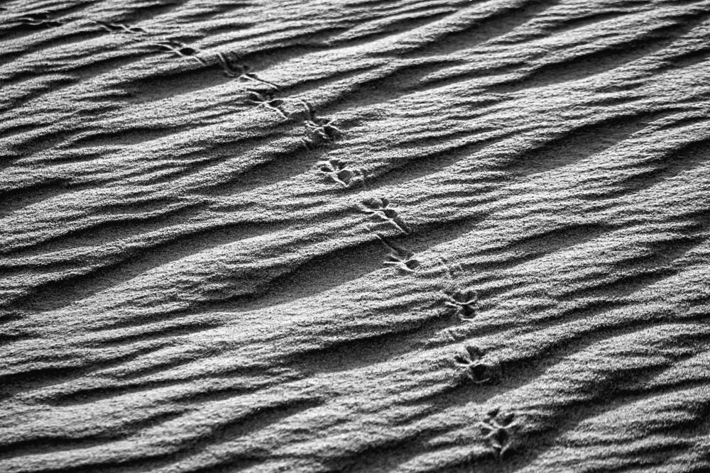 The Signs of the Sand land (11)