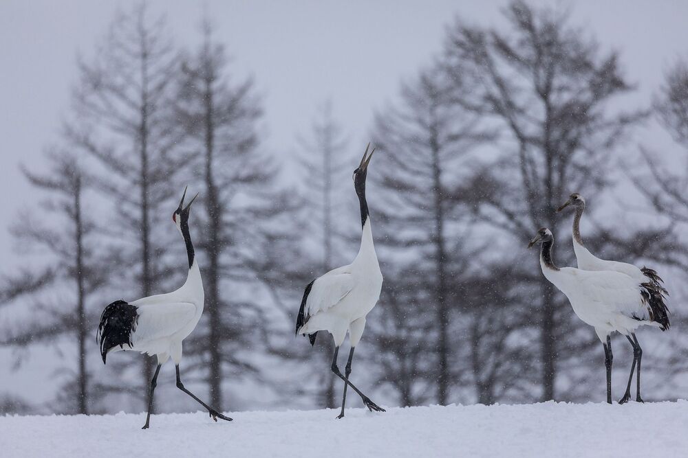 Crane Dance (2)