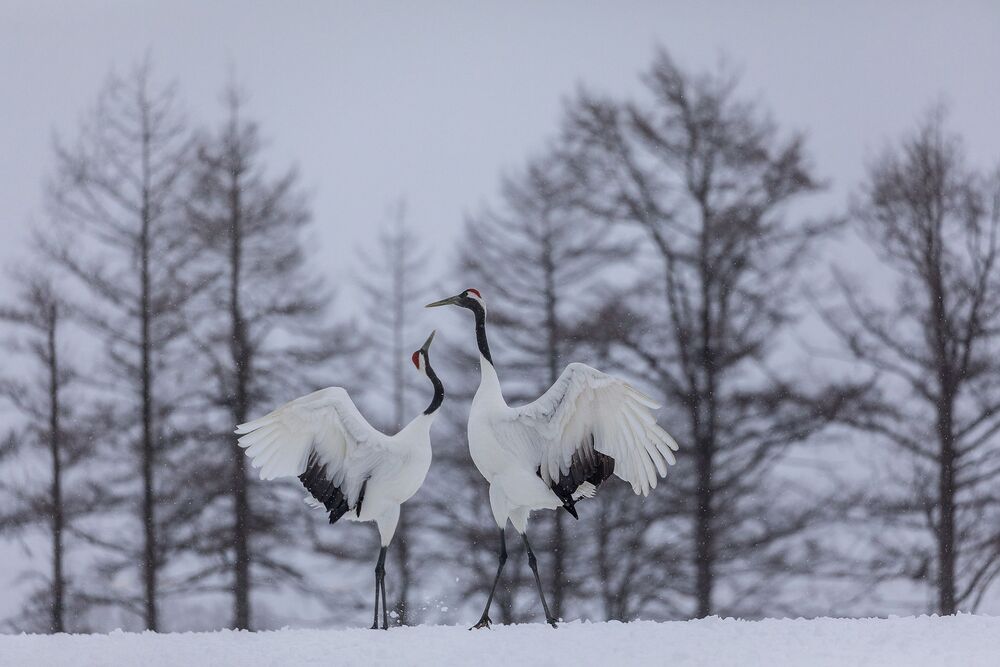Crane Dance (6)