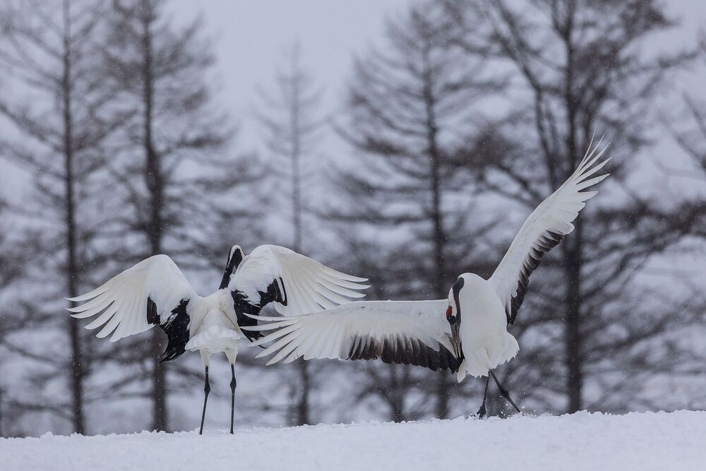 Crane Dance (3)