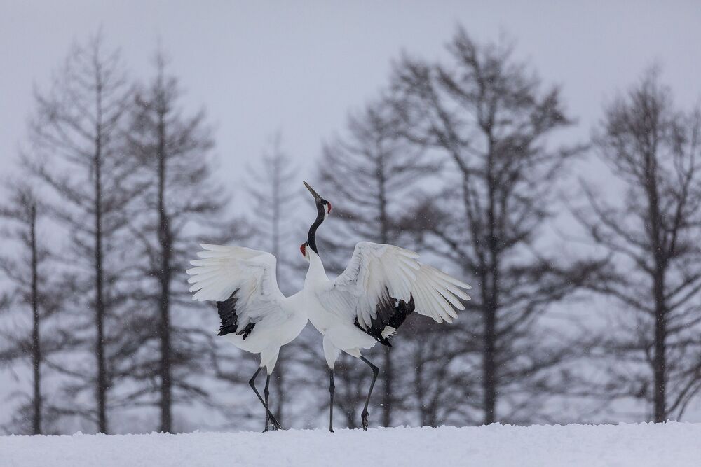 Crane Dance (7)