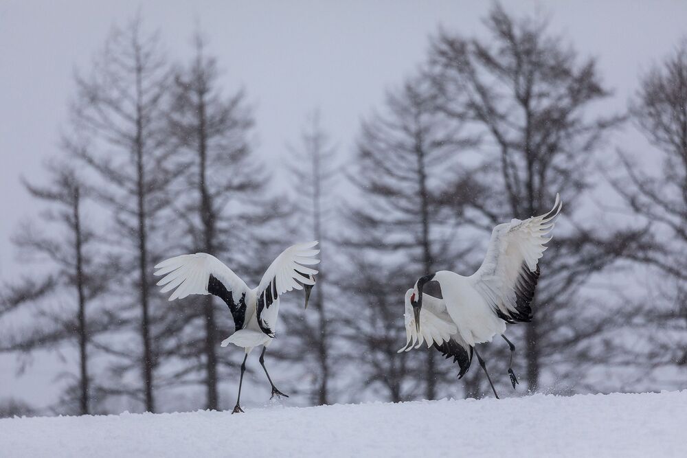 Crane Dance (4)