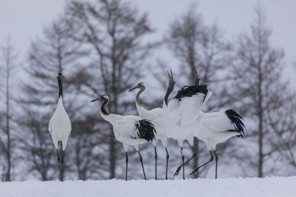 Crane Dance (11)