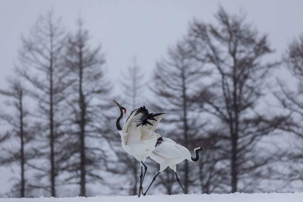 Crane Dance (10)
