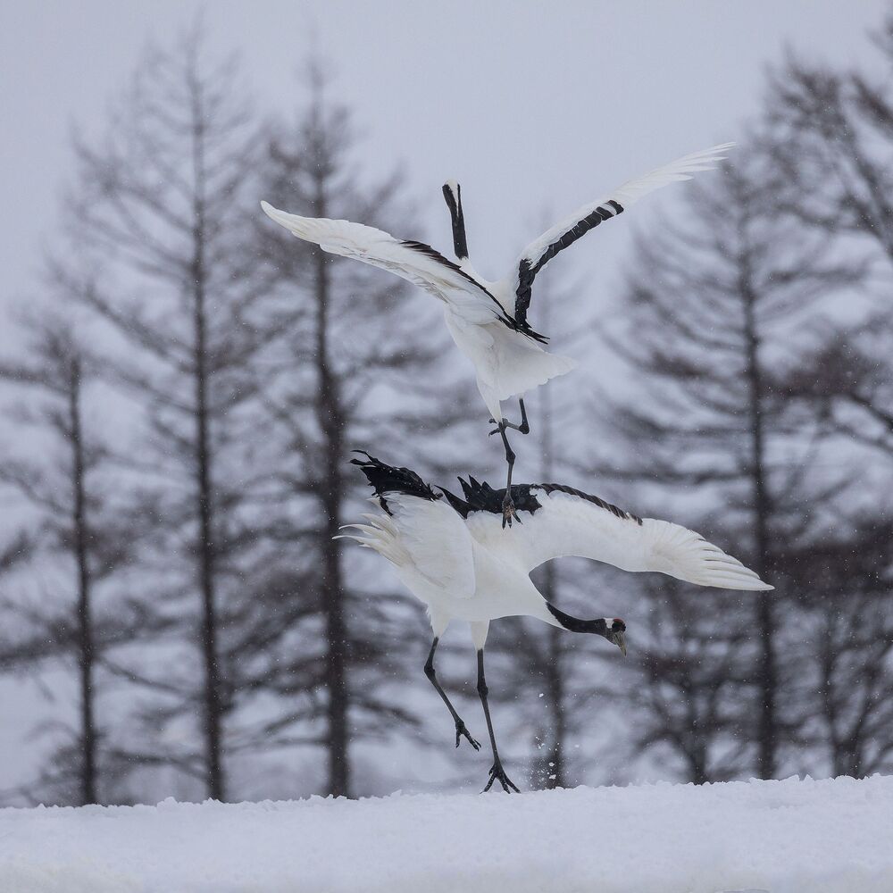 Crane Dance (8)