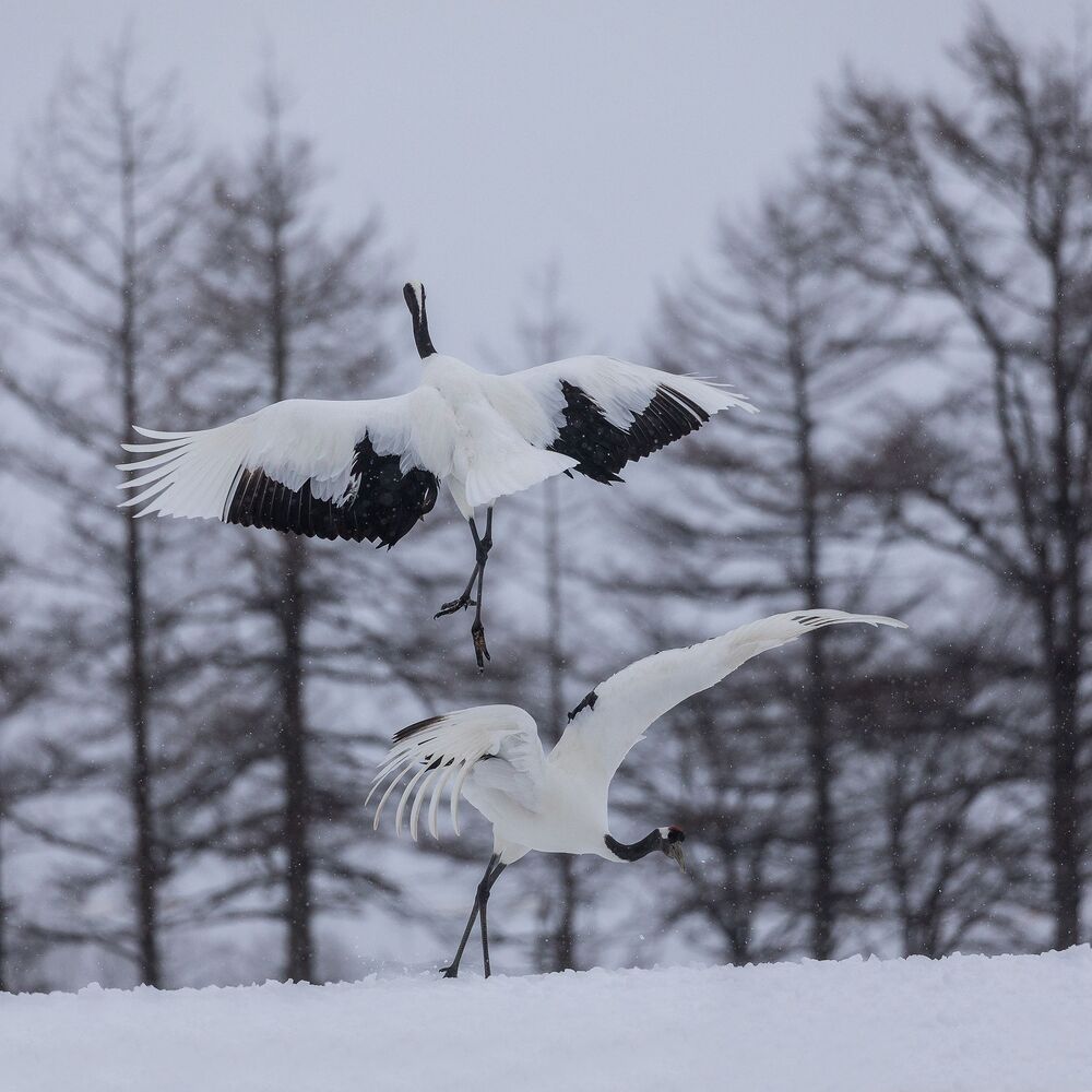 Crane Dance (9)