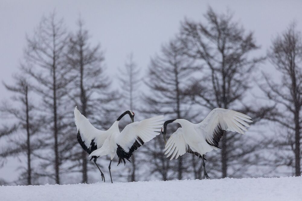Crane Dance (5)