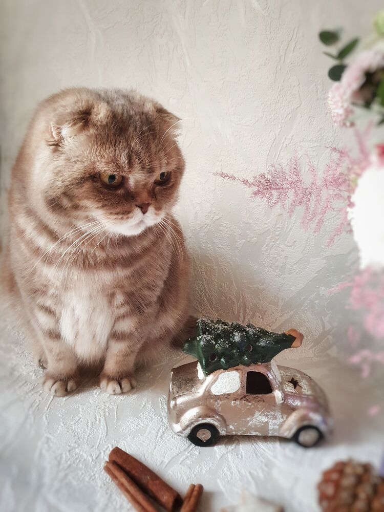 Кошка Шейли (4)