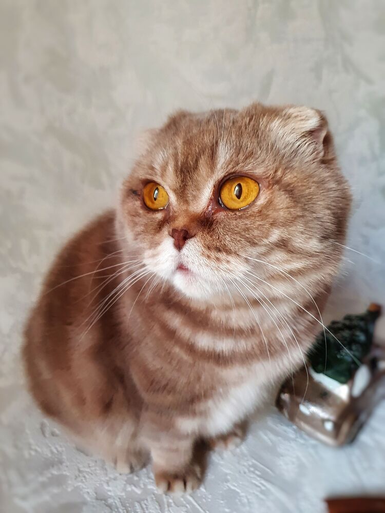 Кошка Шейли (5)