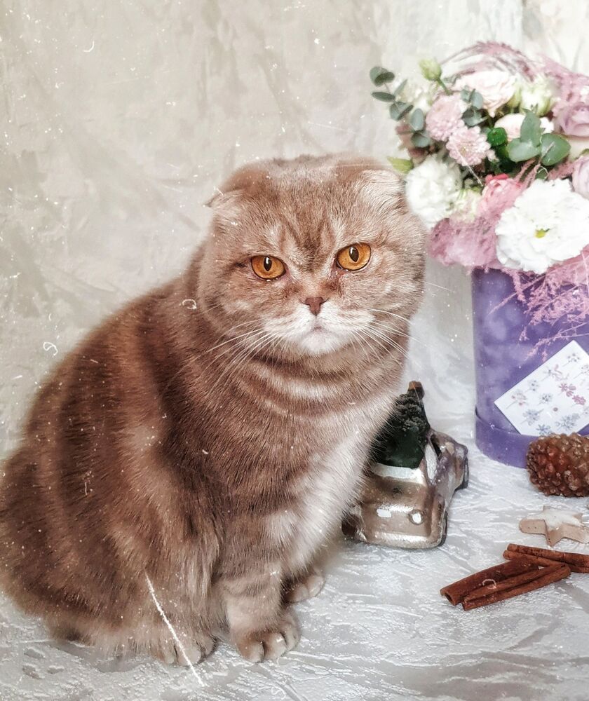 Кошка Шейли (6)