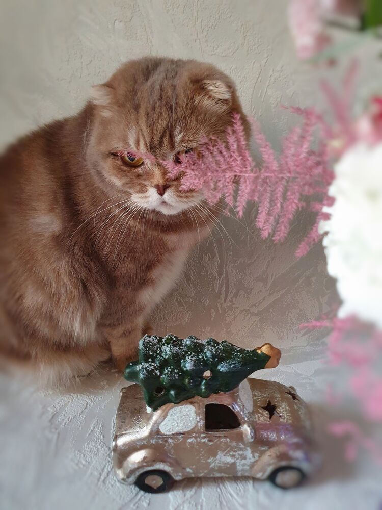 Кошка Шейли (7)