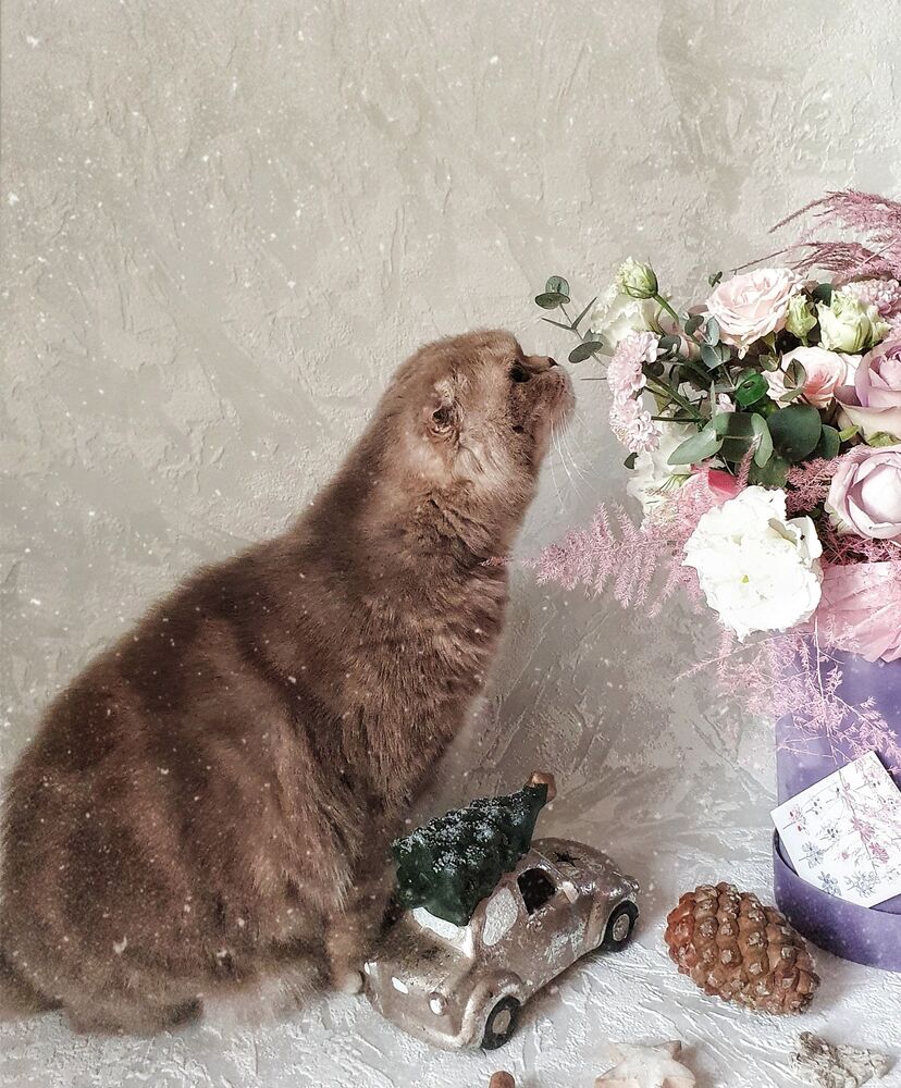 Кошка Шейли (8)
