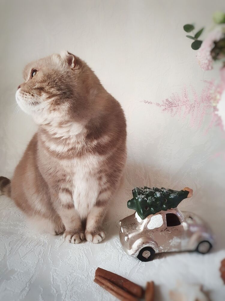 Кошка Шейли (9)