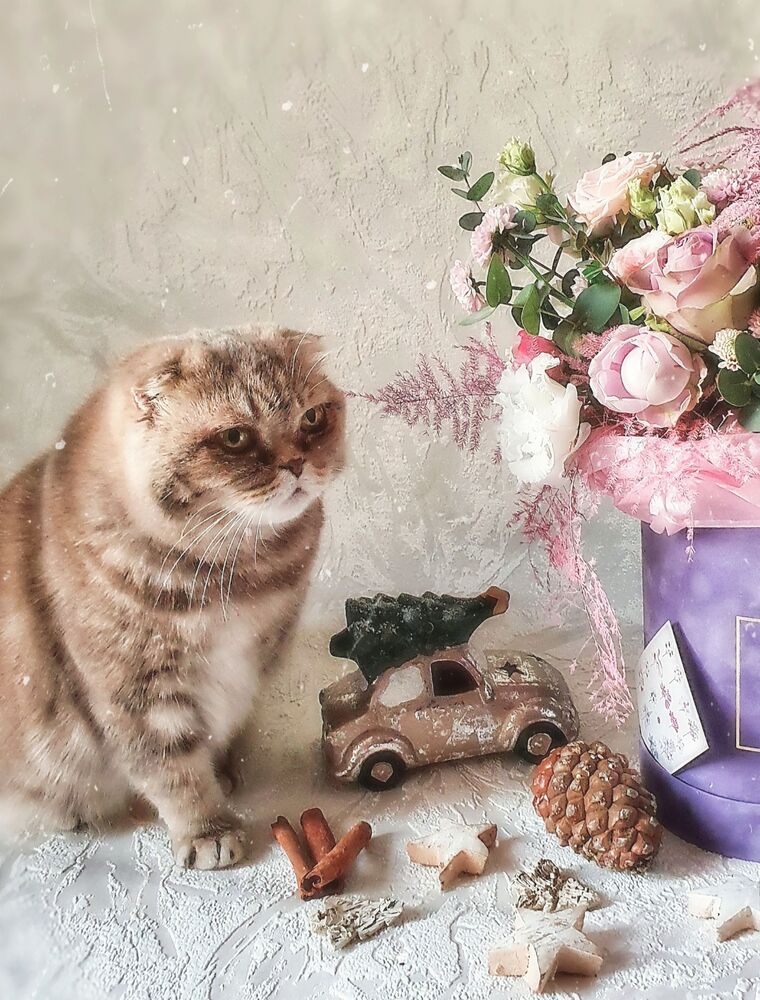 Кошка Шейли (10)