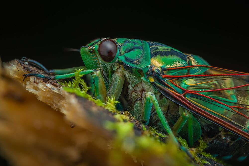 Cicada (2)