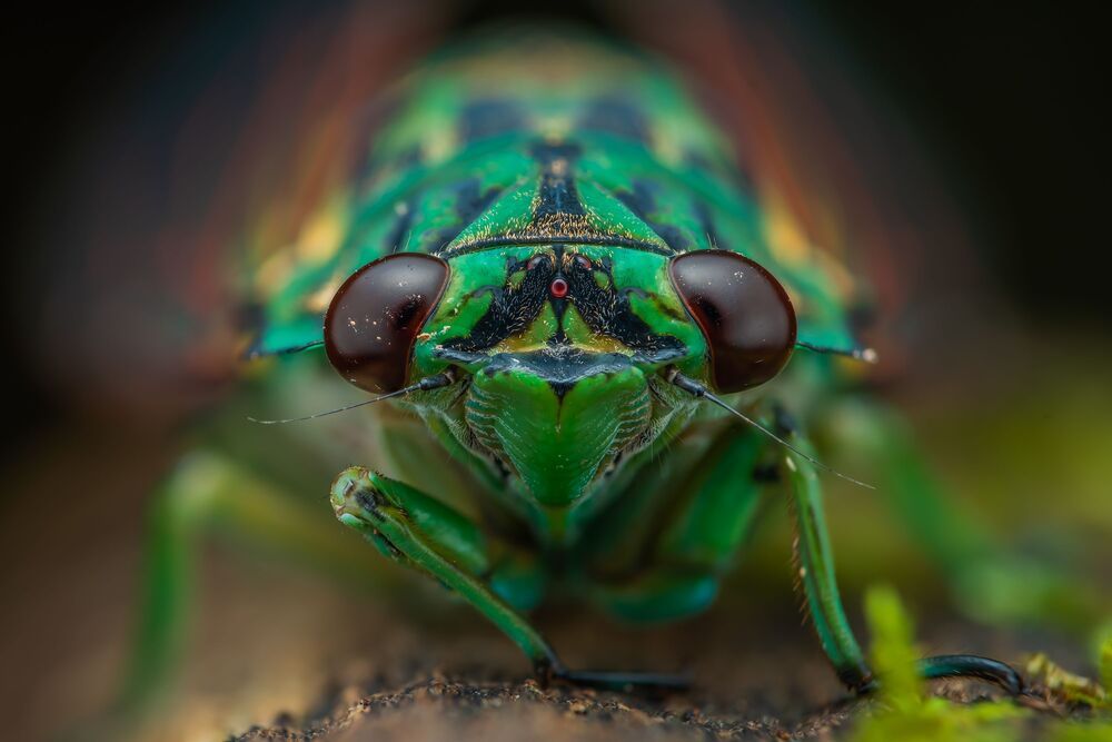 Cicada (4)