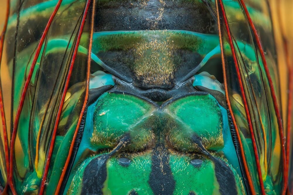 Cicada (5)